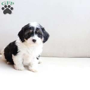 Zoey, Cavachon Puppy
