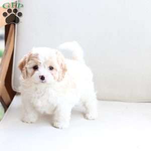 Layla, Cavachon Puppy