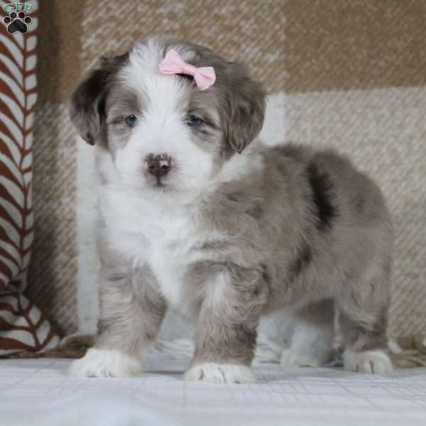 Lauren, Mini Aussiedoodle Puppy