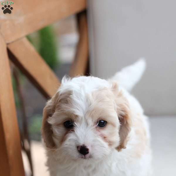 Layla, Cavachon Puppy