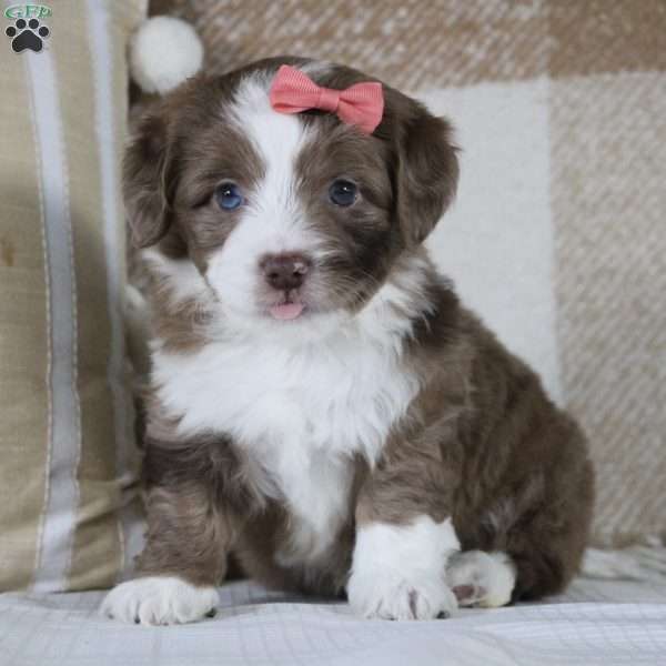 Lilac, Mini Aussiedoodle Puppy