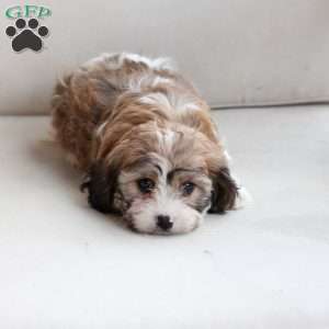 Willa, Cavachon Puppy