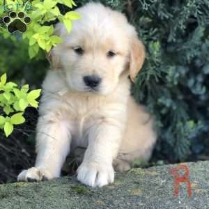 Radford, Golden Retriever Puppy