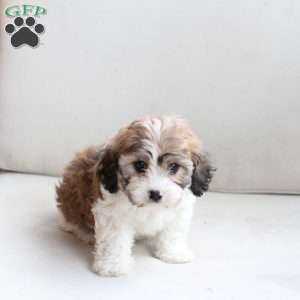 Willa, Cavachon Puppy