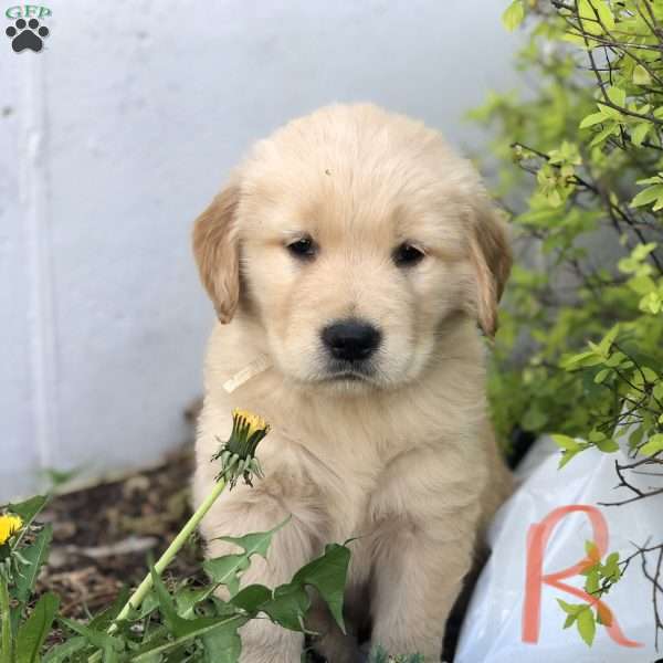 Radford, Golden Retriever Puppy