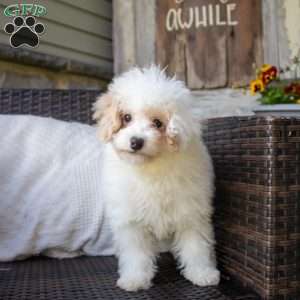 Emmitt, Miniature Poodle Puppy