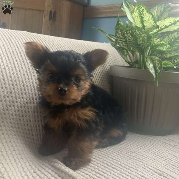 Pearl, Yorkie Puppy