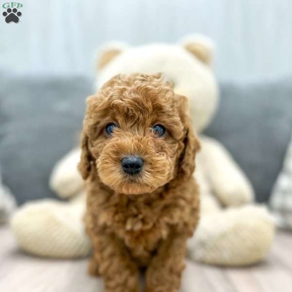 Archie, Miniature Poodle Puppy