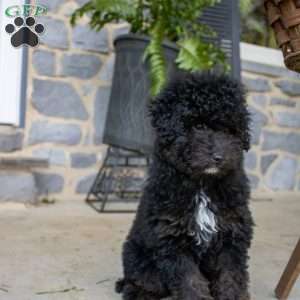 Isaac, Miniature Poodle Puppy