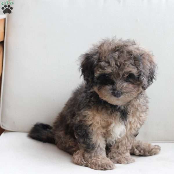 Rosie, Shih-Poo Puppy