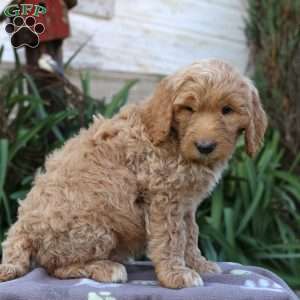 Tucker F1B, Goldendoodle Puppy