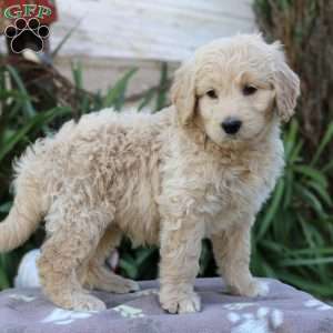 Rex F1B, Goldendoodle Puppy