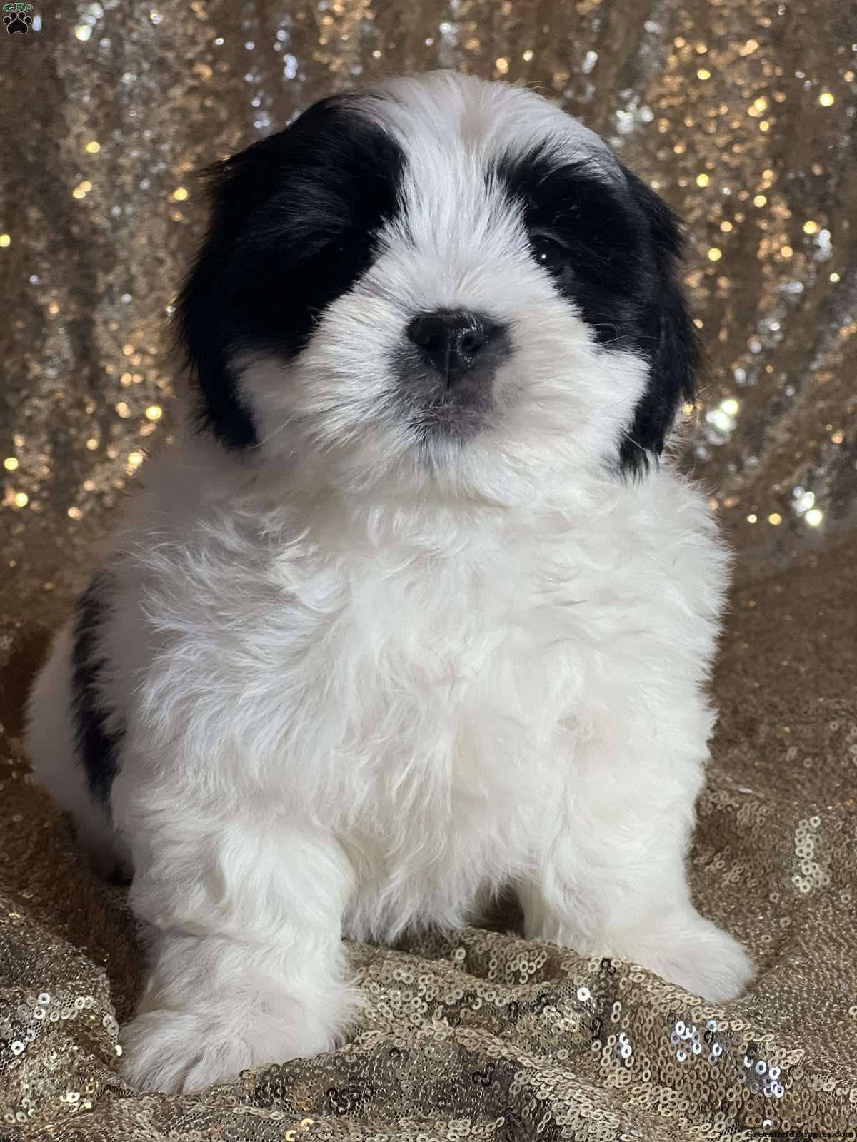 Prince - Havachon Puppy For Sale in New York