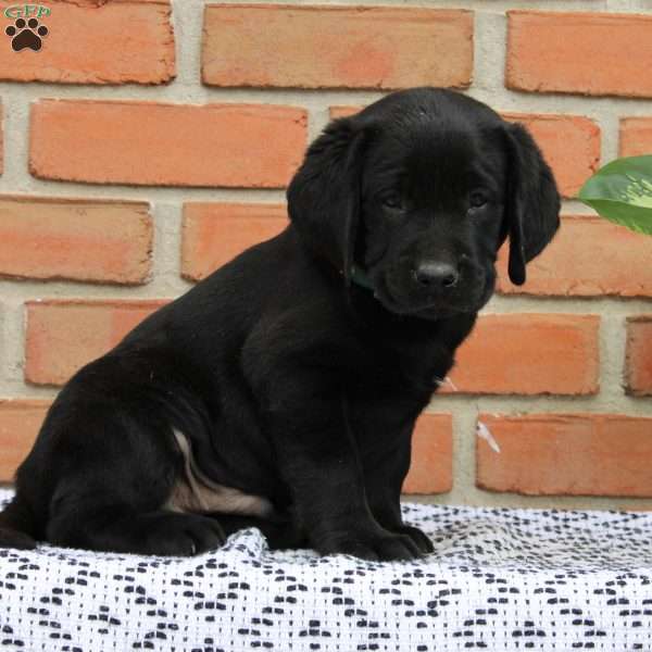 Mystery, Black Labrador Retriever Puppy