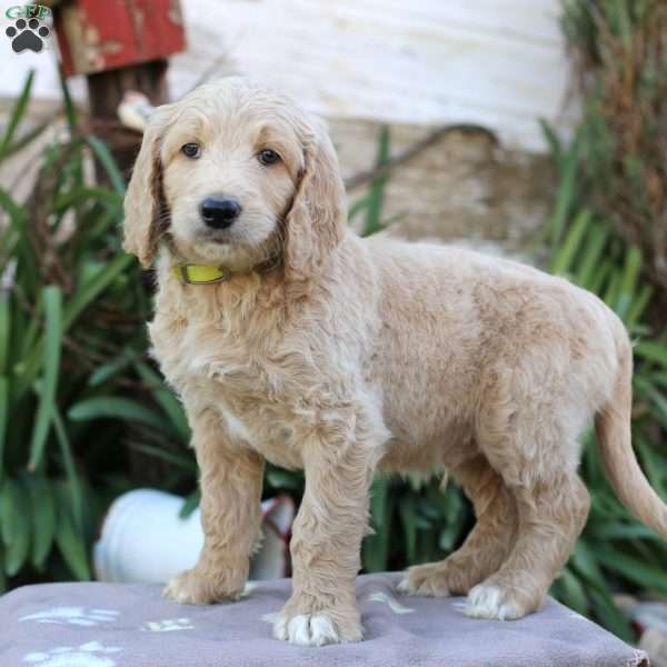 Chief F1B, Goldendoodle Puppy