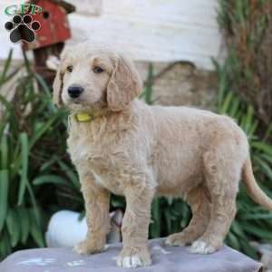 Chief F1B, Goldendoodle Puppy