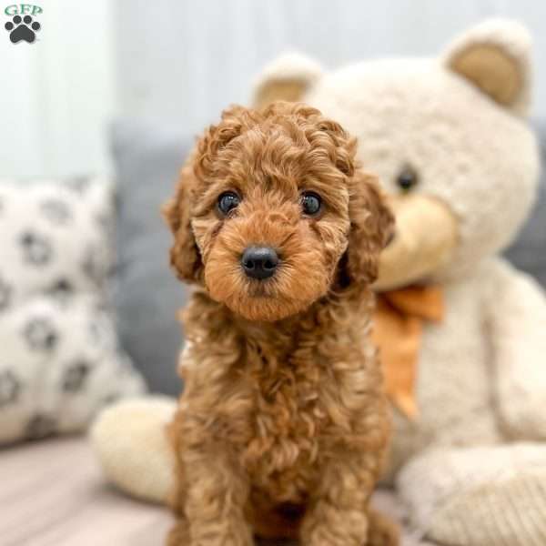 Goldie, Miniature Poodle Puppy