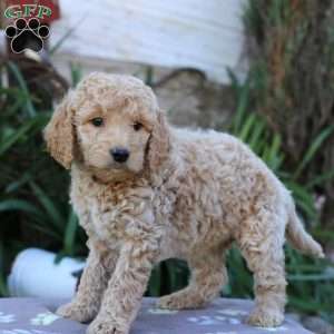 Stormy F1B, Goldendoodle Puppy