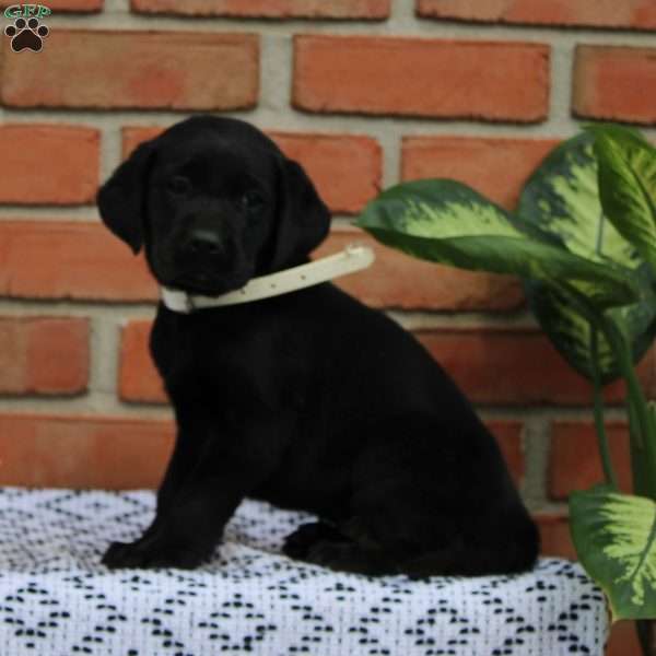 Peggy, Black Labrador Retriever Puppy