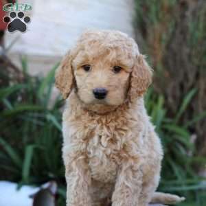 Stormy F1B, Goldendoodle Puppy