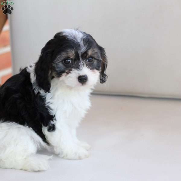 Zoey, Cavachon Puppy