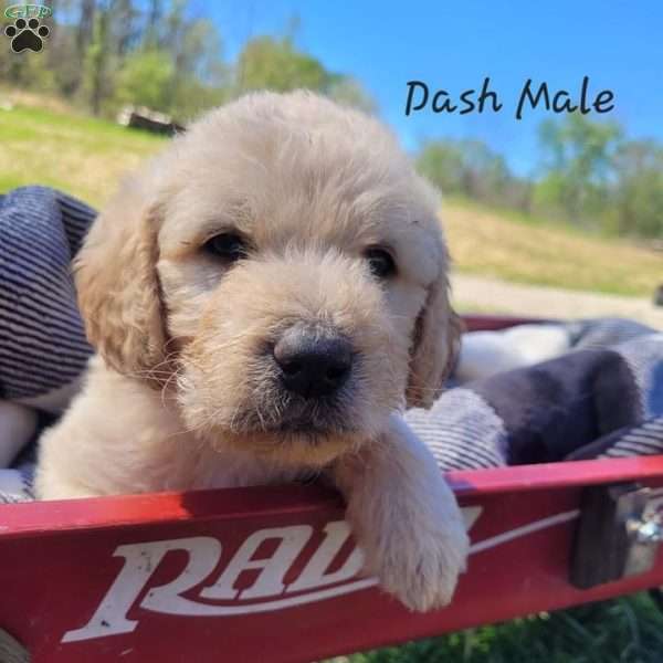 Dash, Double Doodle Puppy