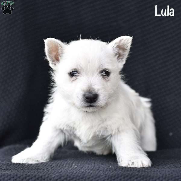 Lula, West Highland Terrier Puppy