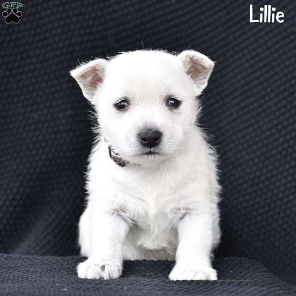 Lily, West Highland Terrier Puppy