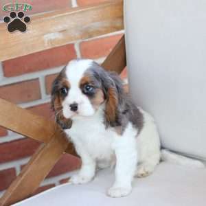 Tucker, Cavalier King Charles Spaniel Puppy