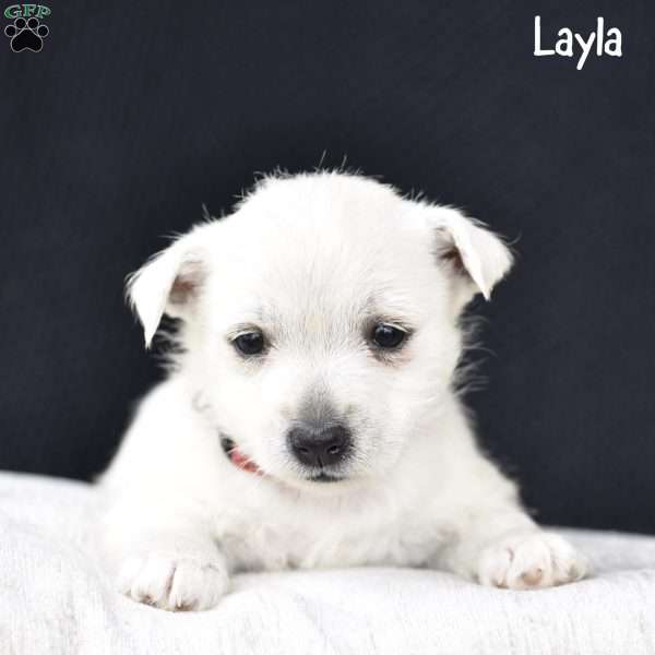 Layla, West Highland Terrier Puppy