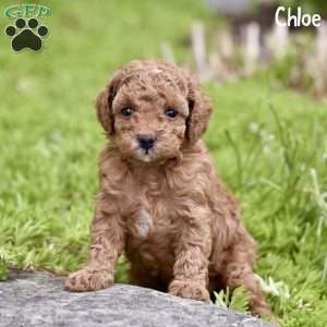 Chloe, Toy Poodle Puppy