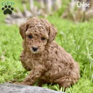 Chloe, Toy Poodle Puppy