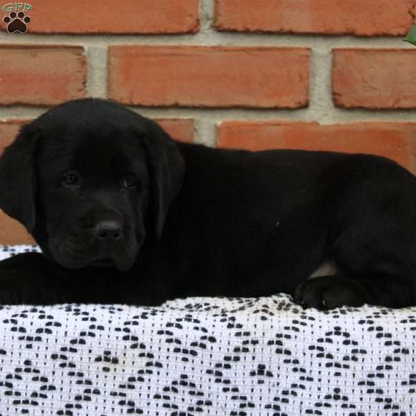 Magnum, Black Labrador Retriever Puppy