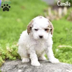 Camilla, Toy Poodle Puppy