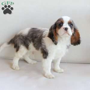 Tucker, Cavalier King Charles Spaniel Puppy
