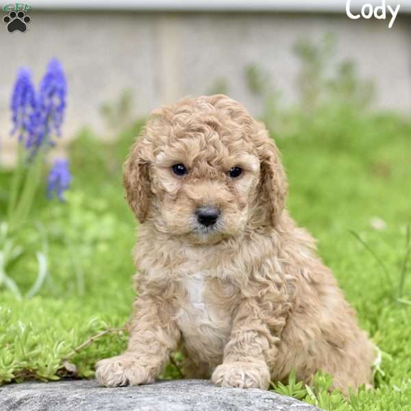Cody, Toy Poodle Puppy
