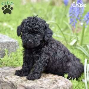 Chase, Toy Poodle Puppy