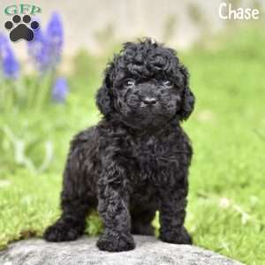 Chase, Toy Poodle Puppy