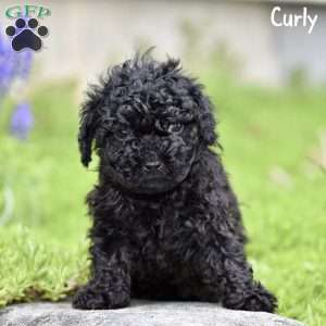 Curly, Toy Poodle Puppy