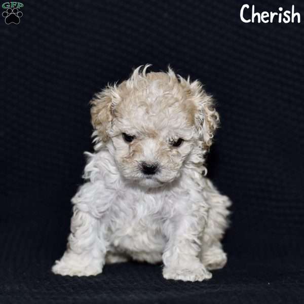 Cherish, Toy Poodle Puppy