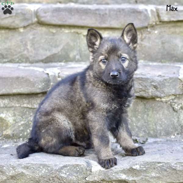 Max, German Shepherd Puppy