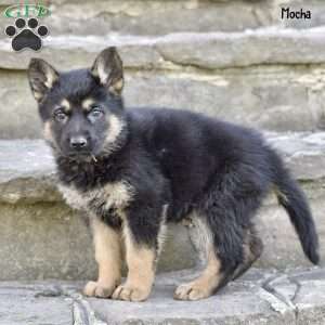Mocha, German Shepherd Puppy