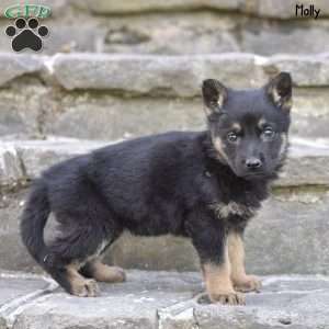 Molly, German Shepherd Puppy