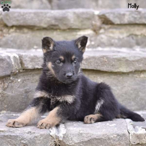 Molly, German Shepherd Puppy