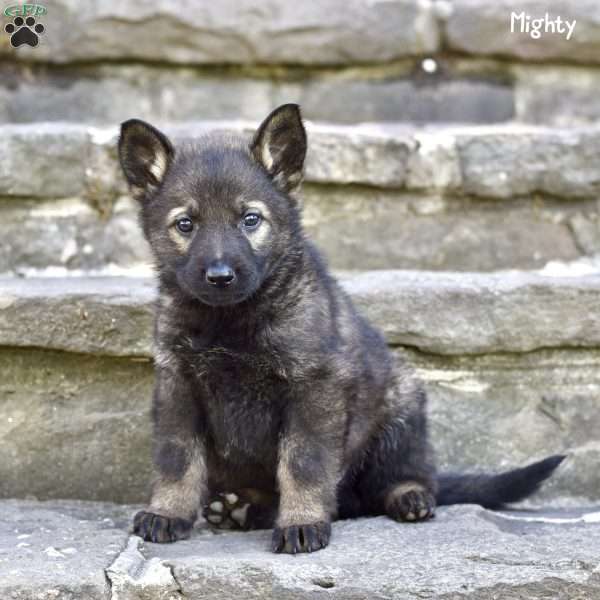 Mighty, German Shepherd Puppy