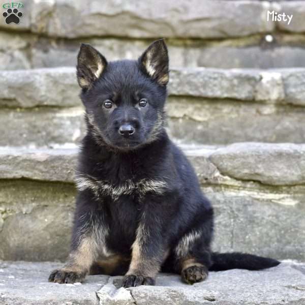 Misty, German Shepherd Puppy