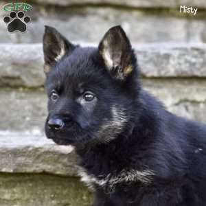 Misty, German Shepherd Puppy