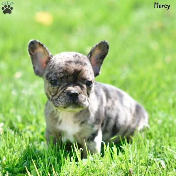 Mercy, French Bulldog Puppy