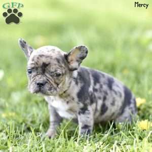 Mercy, French Bulldog Puppy