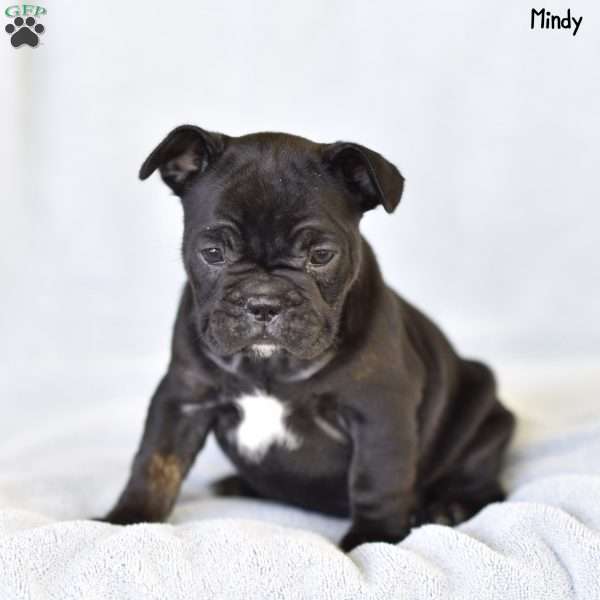 Mindy, French Bulldog Puppy